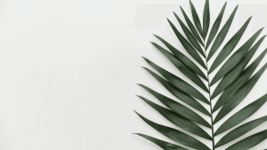 Minimalism leaf 