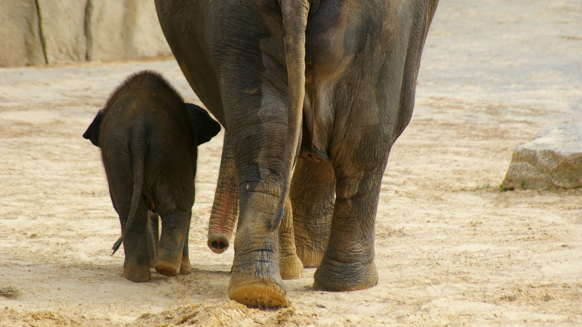 kölner-zoo